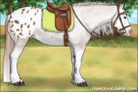 Horse Color:Chestnut Splash Appaloosa 