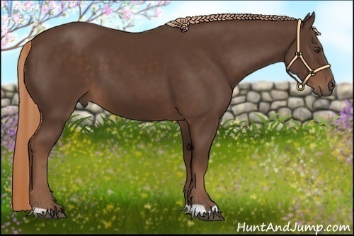Horse Color:Liver Chestnut