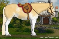 Horse Color:White Spotted Palomino