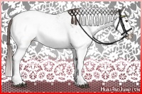 Horse Color:Liver Chestnut Sabino Splash Varnish 