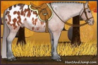 Horse Color:Bay Appaloosa Rabicano 