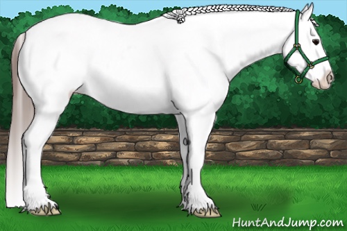 Horse Color:White Spotted Grullo Snowcap Rabicano 