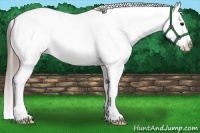 Horse Color:White Spotted Grullo Snowcap Rabicano 