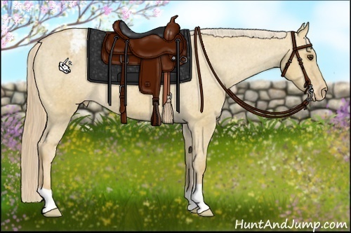 Horse Color:Red Dun Appaloosa 