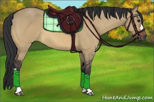 Horse Color:Bay Dun 