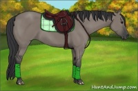 Horse Color:Grullo 