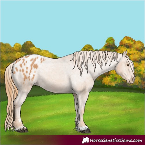 Horse Color:Chestnut Appaloosa