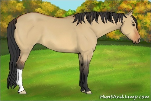 Horse Color:Bay Dun