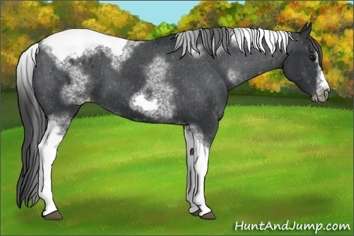 Horse Color:White Spotted Black Splash Tobiano Frame Appaloosa 
