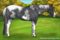 Horse Color:White Spotted Black Splash Tobiano Frame Appaloosa 