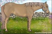 Horse Color:Palomino 
