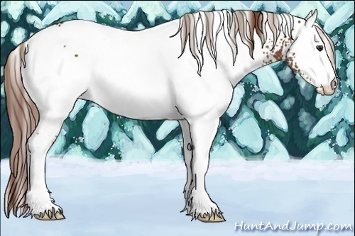 Horse Color:White Spotted Chestnut