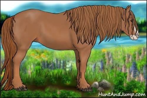 Horse Color:Chestnut Splash 