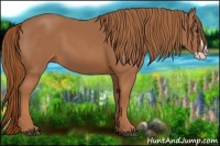 Horse Color:Chestnut Splash 