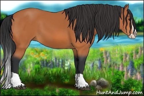 Horse Color:Bay Splash 