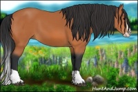 Horse Color:Bay Splash 