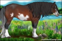 Horse Color:Bay Splash Frame