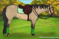 Horse Color:Bay Dun