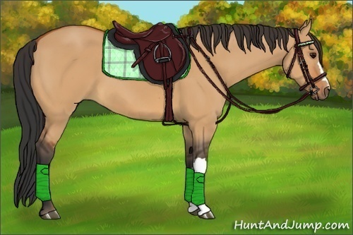 Horse Color:Bay Dun 