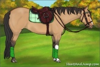 Horse Color:Bay Dun 