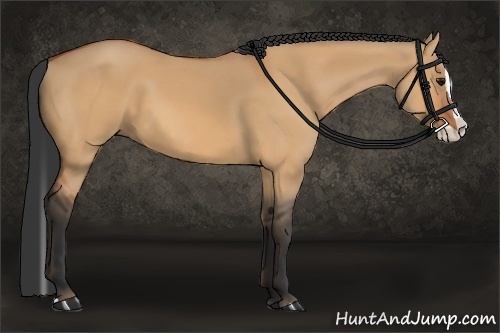 Horse Color:Bay Dun Splash