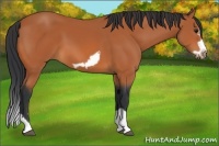 Horse Color:Bay Splash Frame