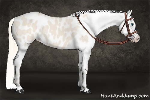 Horse Color:Perlino Appaloosa 