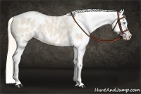 Horse Color:Perlino Appaloosa