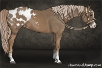 Horse Color:Chocolate Palomino Sabino Appaloosa