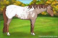 Horse Color:Red Roan Appaloosa 
