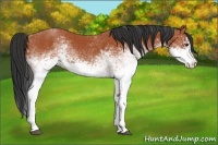 Horse Color:White Spotted Bay Splash  and White Spotted Bay 