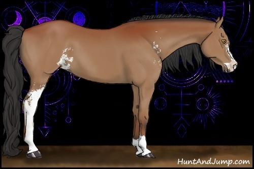 Horse Color:Bay Sabino 