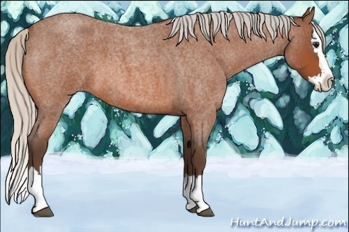 Horse Color:Silver Bay Roan Splash 