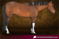 Horse Color:Brown Tobiano 