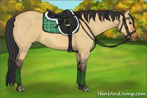 Horse Color:Bay Dun