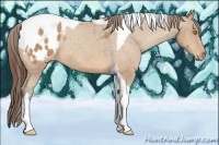 Horse Color:Amber Champagne Tobiano Appaloosa 