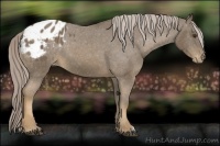 Horse Color:Chocolate Palomino Appaloosa 