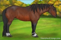 Horse Color:Bay and Bay