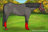 Horse Color:Grullo Rabicano 