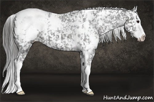 Horse Color:White Spotted Black Splash Appaloosa 