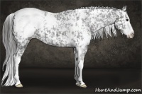 Horse Color:White Spotted Black Splash Appaloosa