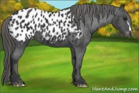 Horse Color:Black Appaloosa 