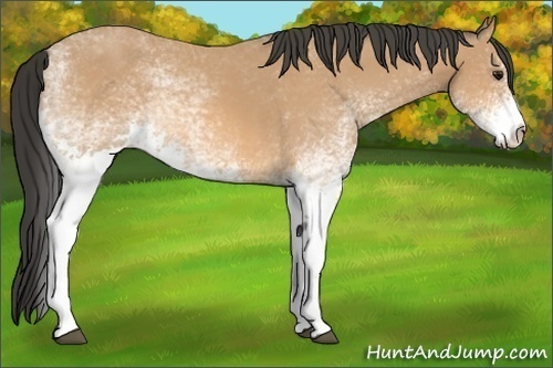 Horse Color:White Spotted Buckskin