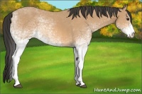 Horse Color:White Spotted Buckskin 