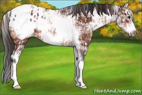 Horse Color:Bay Dun Splash Frame Appaloosa Rabicano  and White Spotted Bay Splash Frame Appaloosa Rabicano 