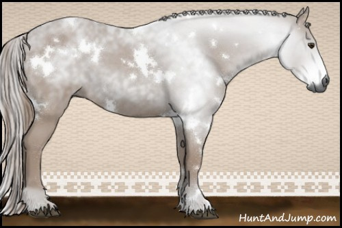 Horse Color:Gray White Spotted Red Roan 