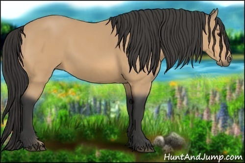 Horse Color:Buckskin 