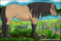 Horse Color:Buckskin 