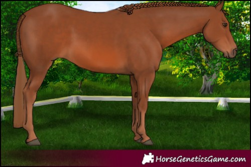 Horse Color:Chestnut 