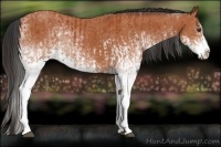 Horse Color:White Spotted Bay Splash  and White Spotted Bay Splash 